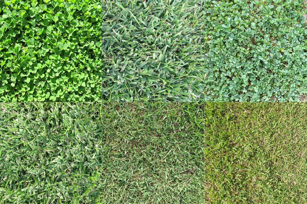The image is showing different types grasses for month by month lawn care calendar