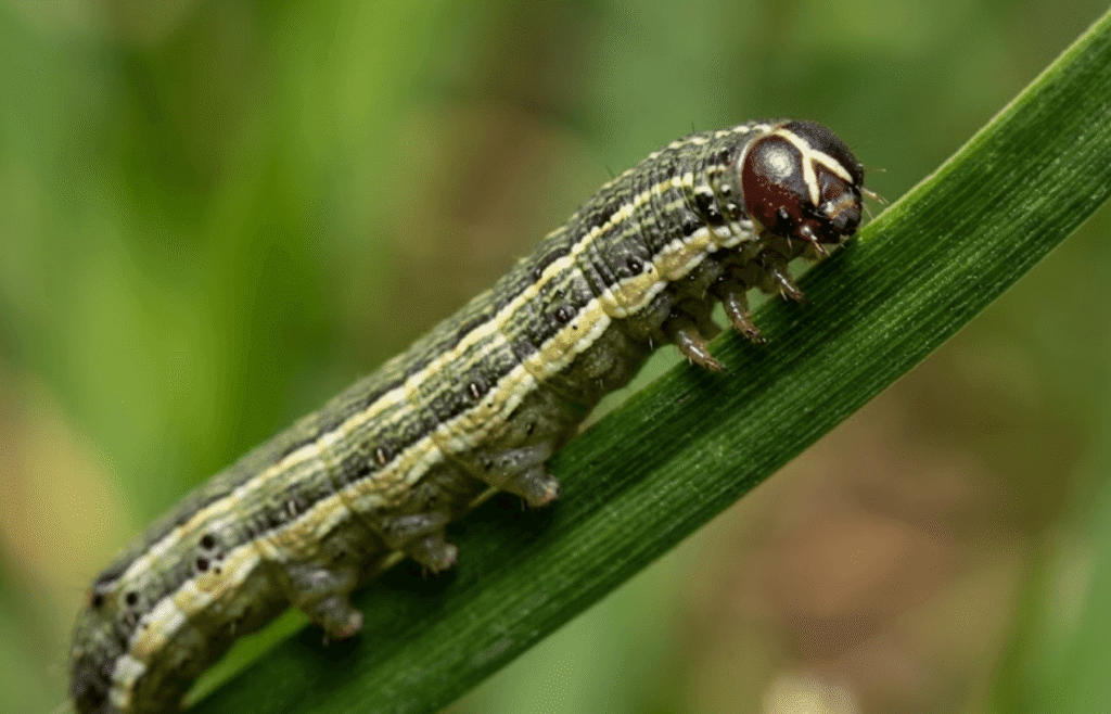 What Do Army Worms Look Like