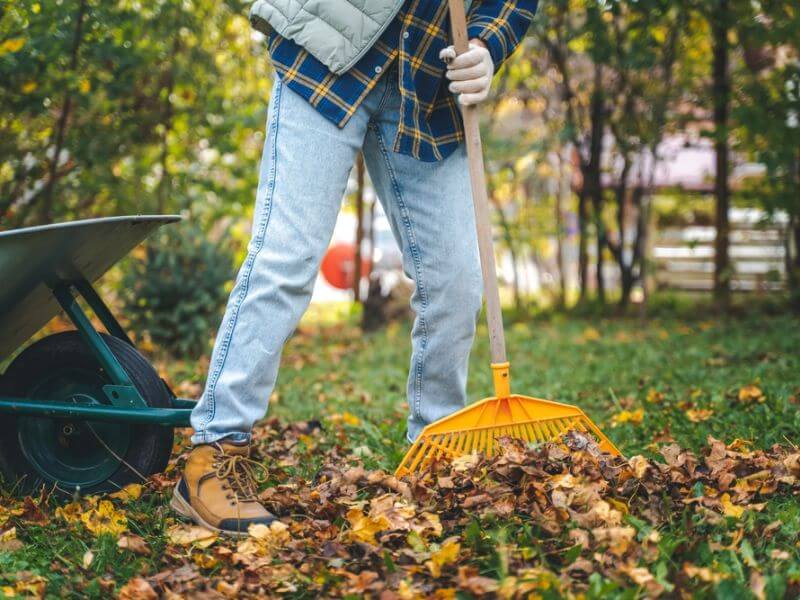 fall lawn care