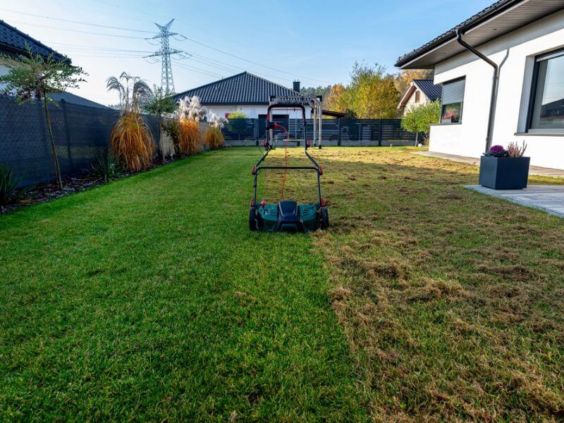 winter lawn care